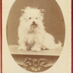 G. Arena Napoli. S.t. (ritratto di terrier scozzese) s.d. (1860 ca) mm 93x62 stampa fotografica all’albumina, incollata su cartone formato carte de visite timbro dello studio sul verso